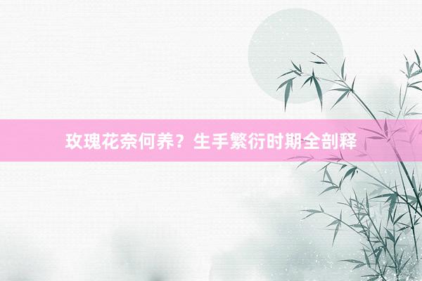 玫瑰花奈何养？生手繁衍时期全剖释